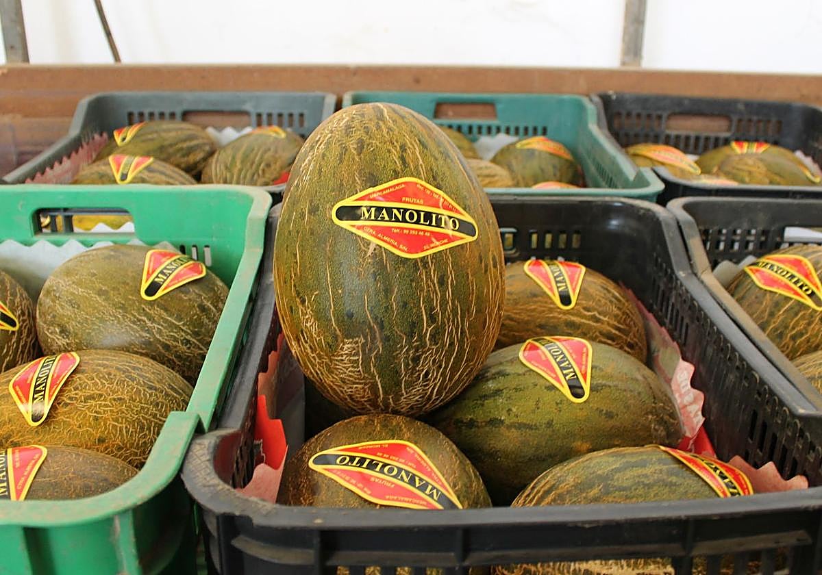 Manolito the Malaga name that guarantees you a tasty melon as part of